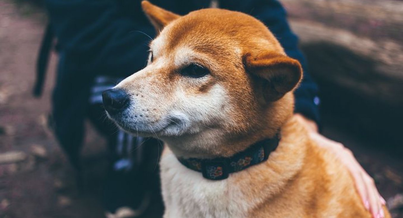 JAV ir Kanadoje atliekamas šunų vedlių naudotojų tyrimas